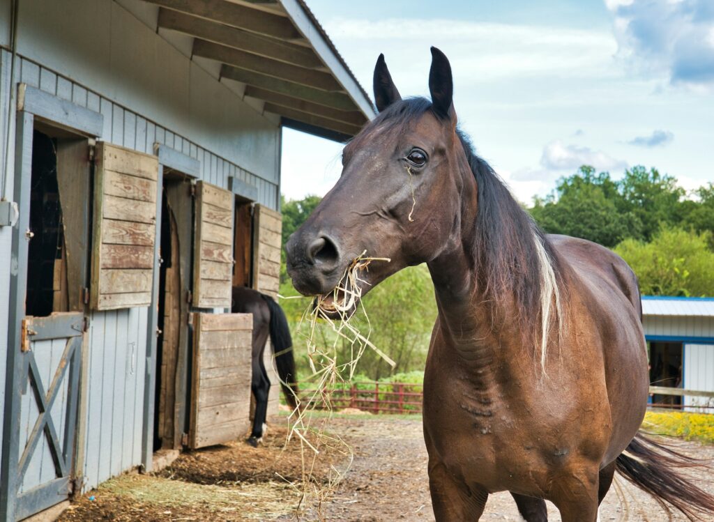 Equestrian Property